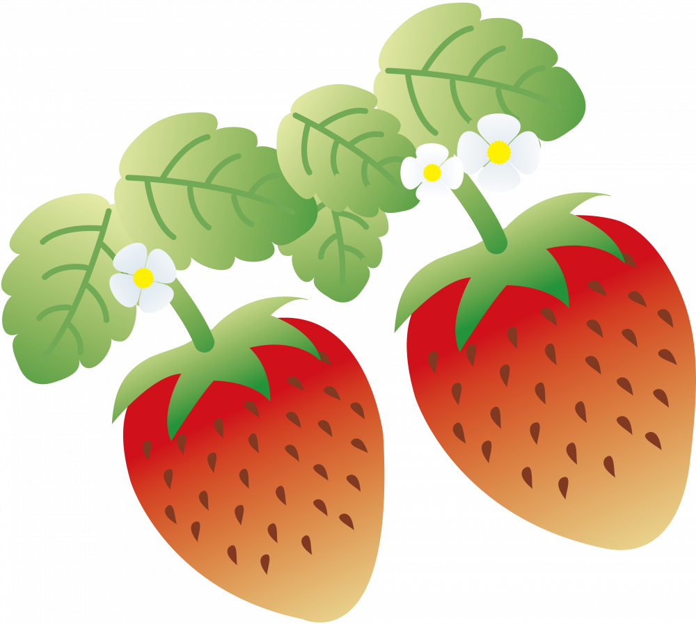 【茨城県】恒例❣いちごファイナル！箱いっぱーい山盛り詰め放題！タカノフーズなっとく！ファクトリー